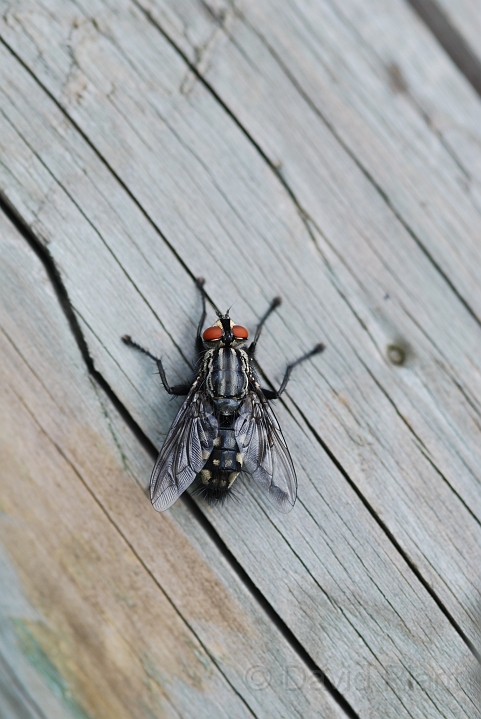 Grey flesh fly - A.JPG - Grey flesh fly - Cotswolds